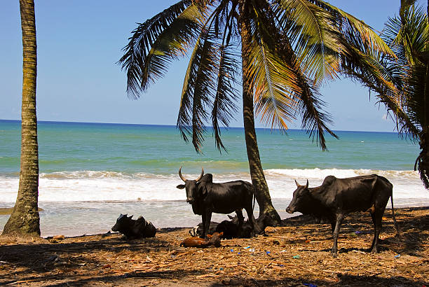 istock Madagascar landscape with oxen 625371136