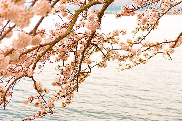 istock Cherry Blossoms in Shiga, Japan 625371238