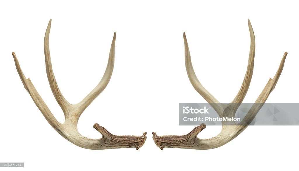 De Deer Antlers - Photo de Ramure libre de droits