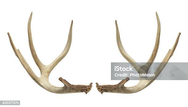 Photo libre de droit de De Deer Antlers banque d'images et plus d'images libres de droit de Ramure - Ramure, Famille du cerf, Objet ou sujet détouré