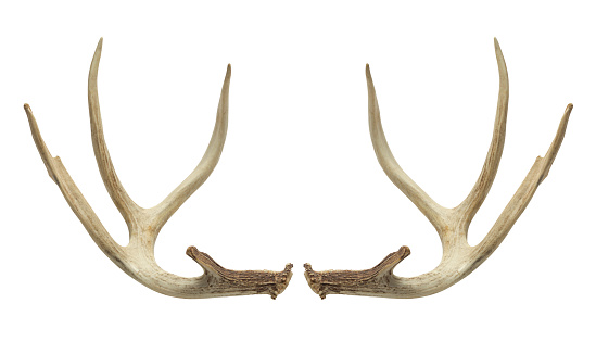 Pair of Deer Antlers Isolated on White Background.