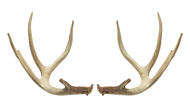 Deer Antlers Pair of Deer Antlers Isolated on White Background. horned photos stock pictures, royalty-free photos & images