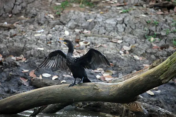 Black cormorant drying wings sitting on a tree above the water of the river in Costa Rica.