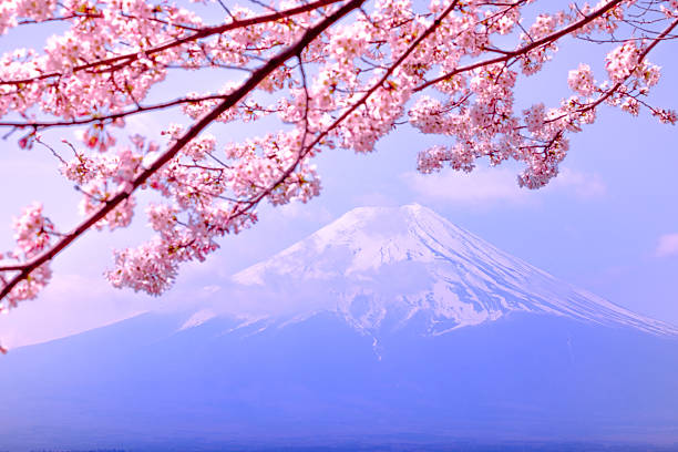 Mt Fuji And Cherry Blossom In Japan Spring Season Stock Photo