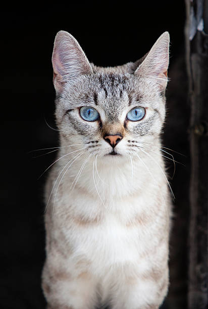 Cat with blue eyes. stock photo