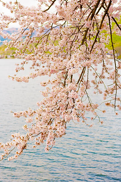 istock Cherry Blossoms in Shiga, Japan 625373248