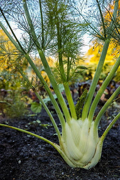 istock Fennel plant growing in the garden 625375708