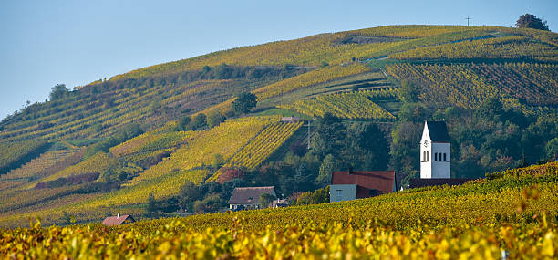 istock Katzenthal in the vineyard of Alsace 625377158