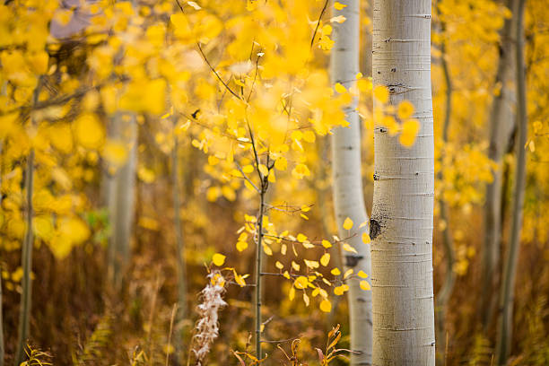 Golden aspens in Colorado's Summit County in the fall