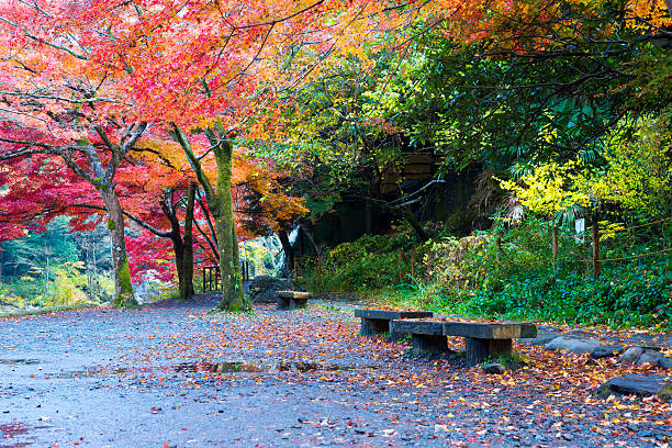 istock autumn in Miyeke-George Japan 625380194