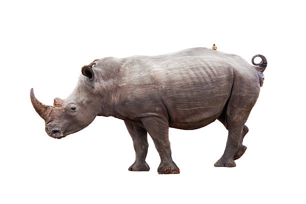 istock Rhinocerous With Bird on Back Isolated 625382628