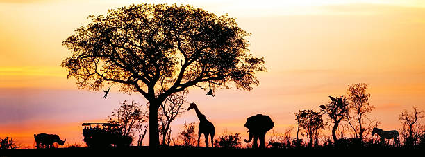 African Safari Silhouette Banner Silhouette of African safari scene with animals and vehicle kruger national park photos stock pictures, royalty-free photos & images