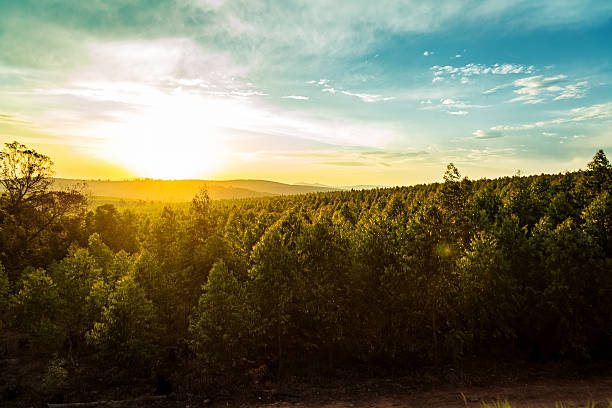Beautiful golden sunset behind hills and tree forest along the Panorama route in Mpumalanga, South Africa.