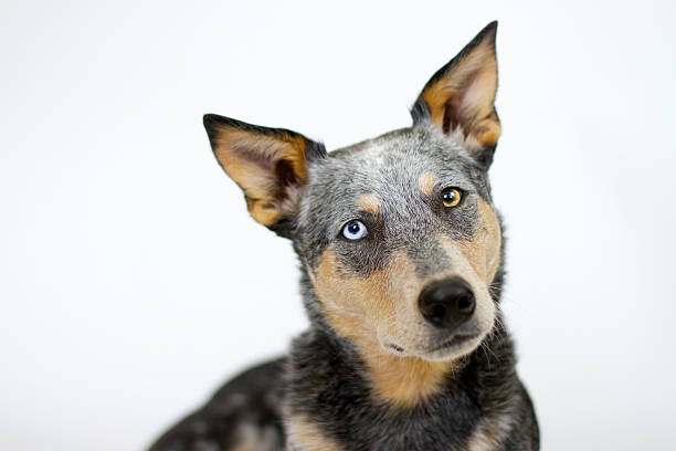 istock Blue Heeler Mix Dog on white background 625384764