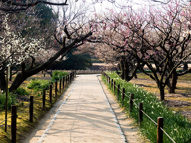 Okayama, Japan - March 4, 2013: Early spring in Korakuen garden, plum trees begin to bloom