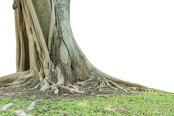 istock Roots of a tree isolated on white background. 625385830