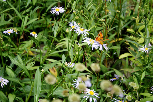 istock Honey eating butterfly 625386158