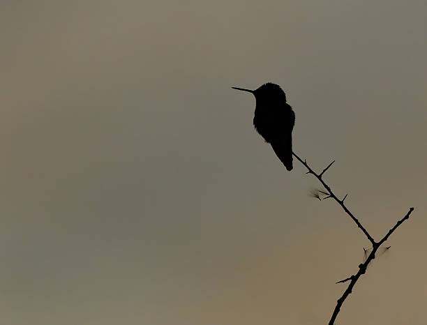 Lone hummer stock photo