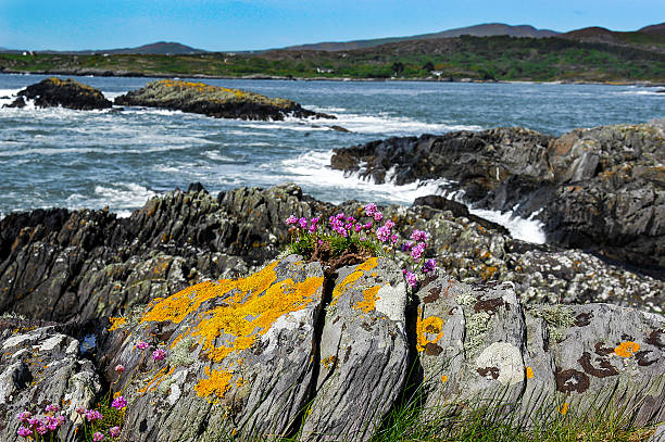 Purple flowers and yellow lichen on a rock at the coast in Ireland
