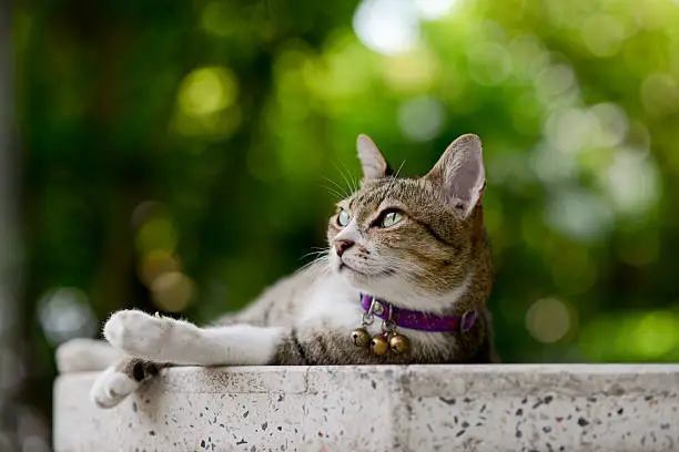 Tabby domestic cat laying on white granite table with greenish bokeh background.