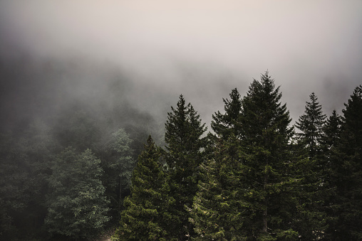 Forest on the mountains under foggy, rainy sky.