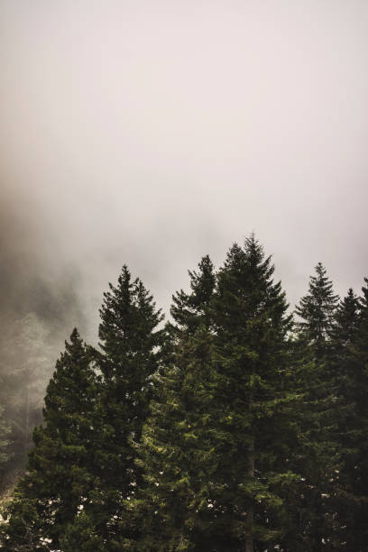istock Pine tree forest on a cliff under foggy rainy sky 625389198
