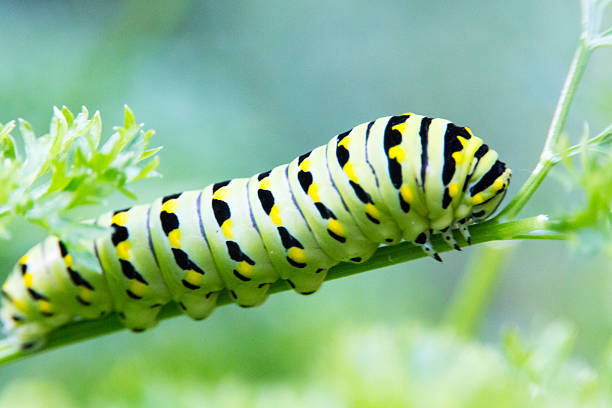 Chenille sur une feuille - Photo