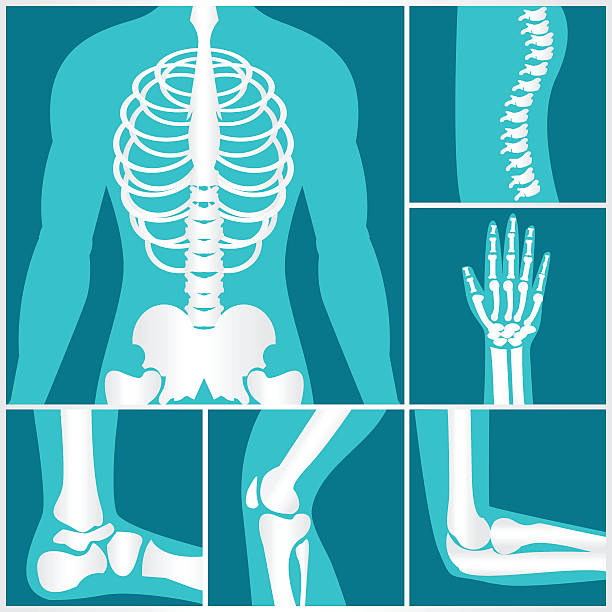 illustrations, cliparts, dessins animés et icônes de ensemble de rayons x du squelette humain. - talus