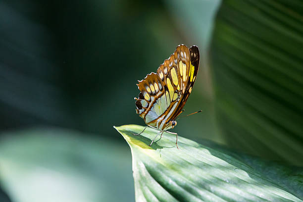 Papillon sur feuille - Photo
