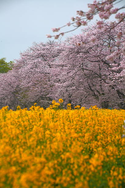 istock Rape flower and cherry tree in Nishi-kyuhara 625390654