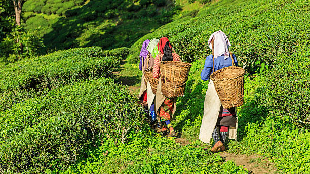 Indian pickers crossing tea plantation in Darjeeling, India Indian women are walking through a tea plantation in Darjeeling, West Bengal. India is one of the largest tea producers in the world, though over 70% of the tea is consumed within India itself. camellia sinensis photos stock pictures, royalty-free photos & images