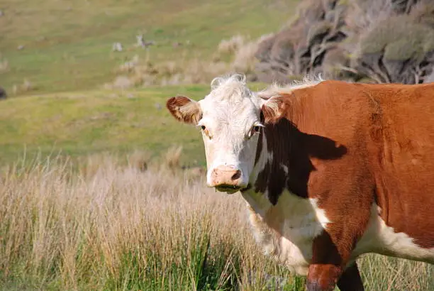 A Hereford Cow in Rural New Zealand Scene looks to the camera.