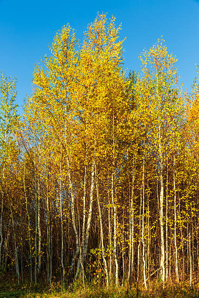 istock Autumn in pine and birch forest 625394790