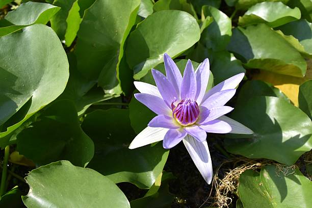istock The purple lotus flower 625394952