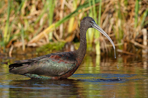 istock Glossy Ibis Foraging in a Pond - Florida 625396244