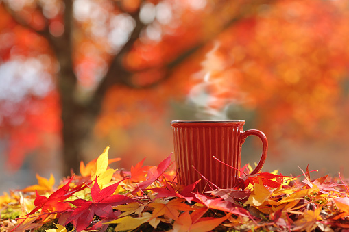 Hot steaming cup of coffee/tea on autumn leaves with beautiful tree on the background.  Coffee/tea break concept.