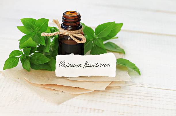 istock Basil essential oil. Homemade herbal remedy. 625397462