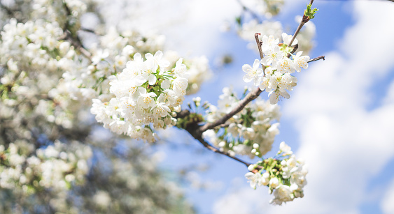 Bright white flowers of a cherry tree on the background of pure blue spring sky. In anticipation of the Easter holiday. joyful spring days