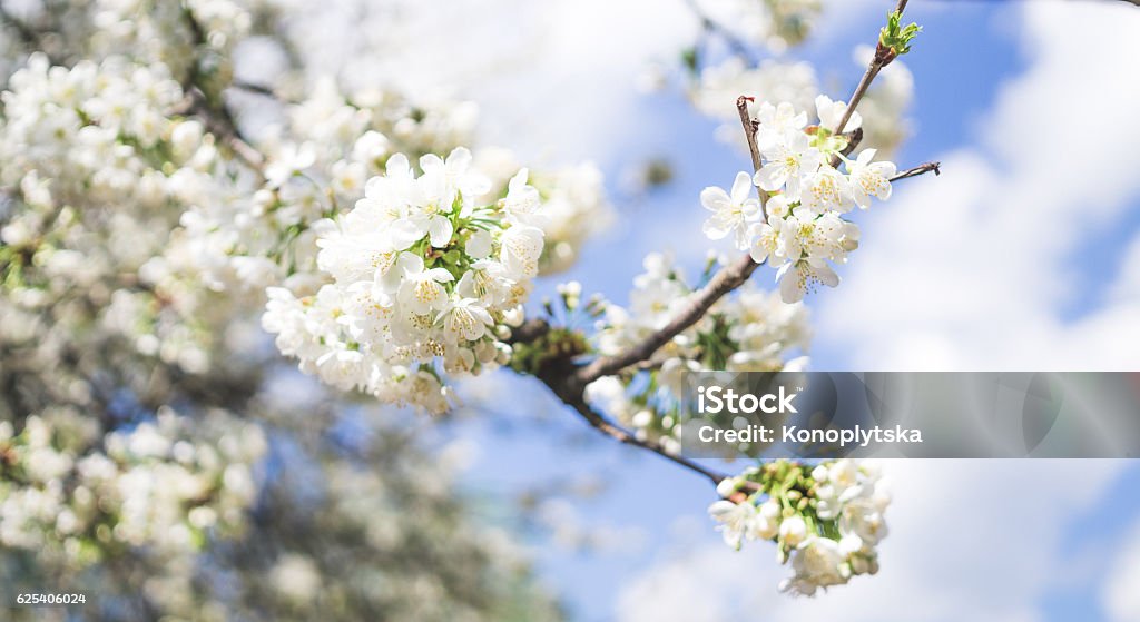 Weeping cherry tree and the blue spring sky Bright white flowers of a cherry tree on the background of pure blue spring sky. In anticipation of the Easter holiday. joyful spring days Cherry Blossom Stock Photo