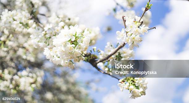 Weeping Cherry Tree And The Blue Spring Sky Stock Photo - Download Image Now - Cherry Blossom, White Color, Apricot