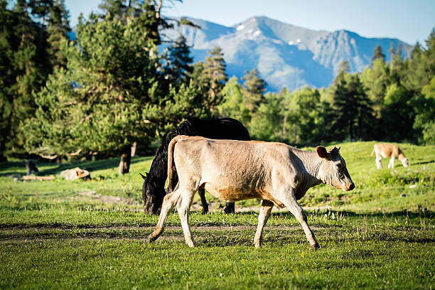 cows on pasture a las montañas - low grass hill pasture fotografías e imágenes de stock