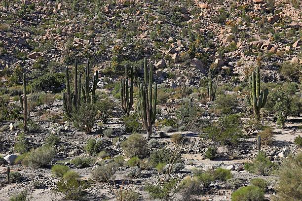 istock Cactus fields in Mexico,Baja California 625409408