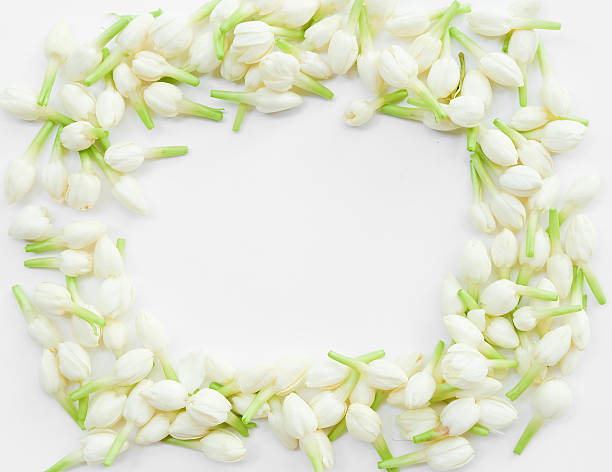 istock Frame of fresh jasmine 625409932