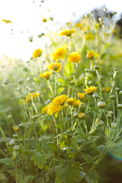 istock Chinese chrysanthemum flower 625411268