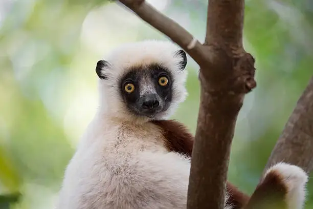 Portrait of endemic lemur Coquerel's sifaka (Propithecus coquereli), Ankarafantsika National Park, Madagascar Wildlife