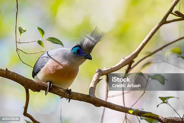 Atractive Bird Crested Coua Stock Photo - Download Image Now - Berenty Reserve, Madagascar, Africa