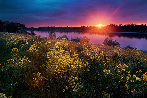 istock Summer sunset landscape with a river and yellow flowers 625414038