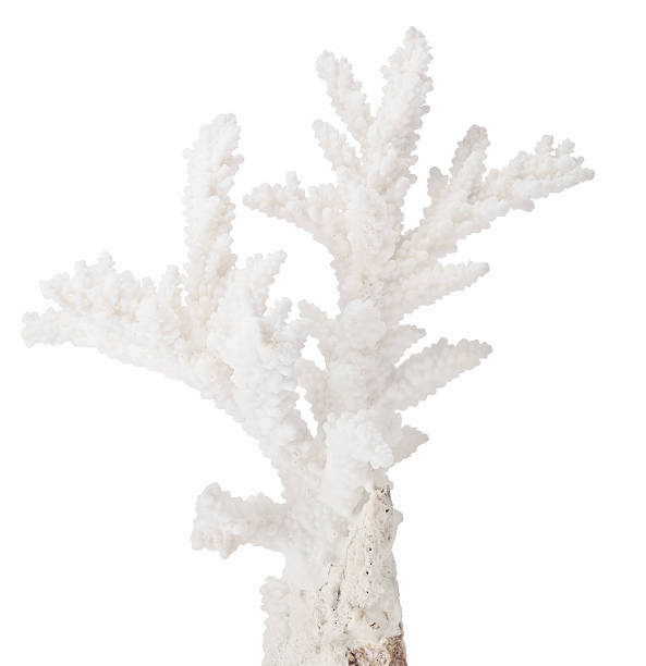 istock white small isolated coral branch 625414124