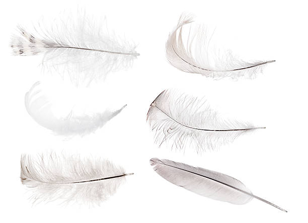 istock isolated set of six gray feathers 625414832