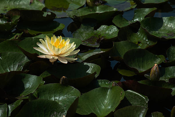 istock The lotus is a beautiful natural in a lake 625415414